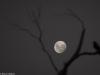 The Moon and The Bird